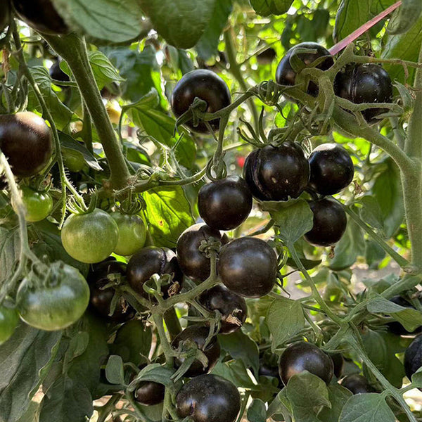 Obsidian Tomato, 20-30 Seeds