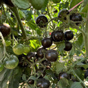 Obsidian Tomato, 20-30 Seeds