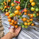 50 Yellow Romance Cherry Tomato, 3 Seeds