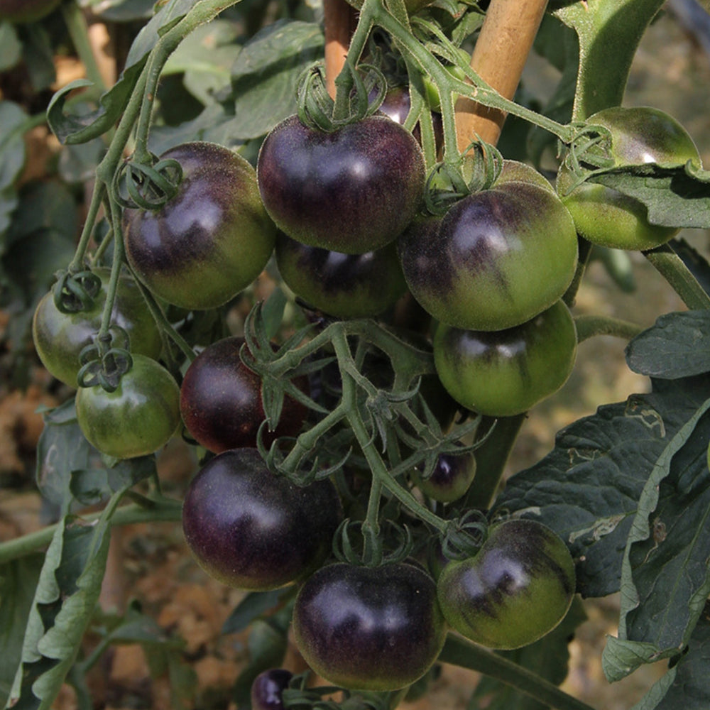 'Black Pearl' Black Tomato Seeds