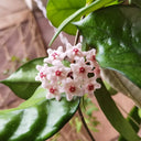 Hoya Jianfenglingensis, 5 Cuttings