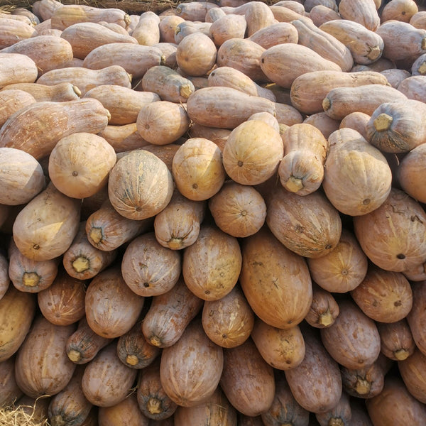 'Rumi No. 9' Pumpkin, 20 Seeds