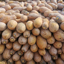 'Rumi No. 9' Pumpkin, 20 Seeds
