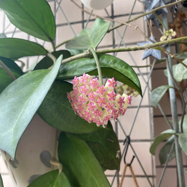 Hoya icensis, 3 Cuttings