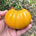 U2609 Large Yellow Persimmon Tomato, 100 Seeds