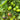 1043 Far Sky Cherry Tomato, 5 Seeds