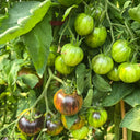 1043 Far Sky Cherry Tomato, 5 Seeds