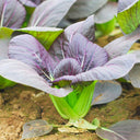 'Ziguifei' Purple Bok Choy Seeds, 10g