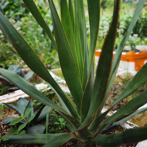 Canary Islands Dragon Tree Seeds (Dracaena draco), Pack of 5