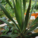 Canary Islands Dragon Tree Seeds (Dracaena draco), Pack of 5