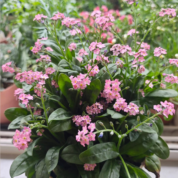 Pink Alpine Forget-Me-Not Seeds, 600 Seeds