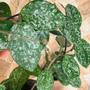 Hoya carnosa 'Freckles Splash', 3 Cuttings