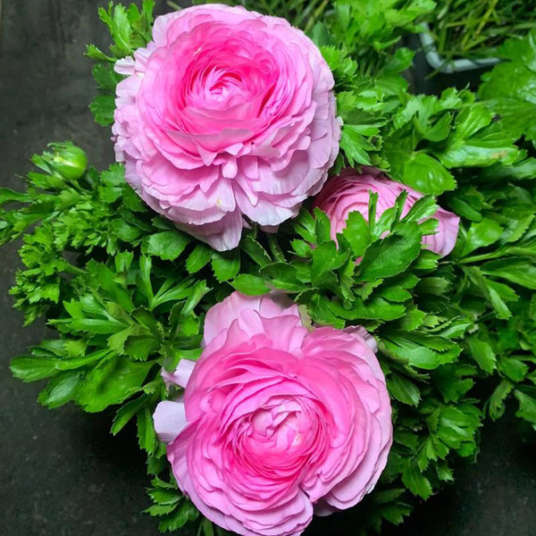 Hezhichun Ranunculus, 30 Seeds