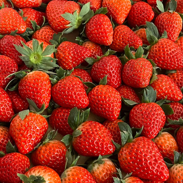 Four Seasons Cream Strawberry, 200 Seeds