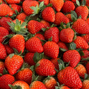 Four Seasons Cream Strawberry, 200 Seeds