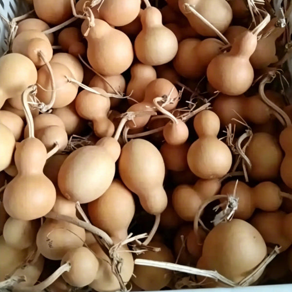 Small Bottle Gourd, 10 Seeds