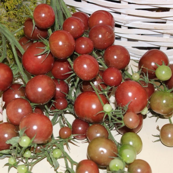 Reinhard Kraft's Purple Sugar Cherry Tomato, 5 Seeds