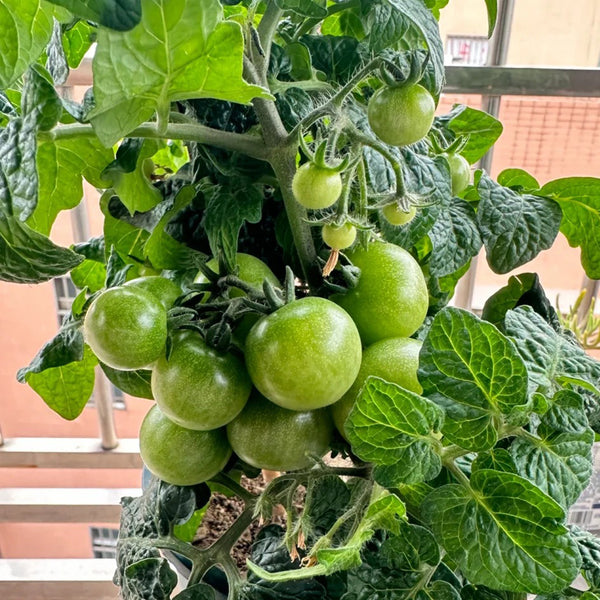 Dwarf Compact Red Cherry Tomato, 100 Seeds