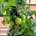 Dwarf Compact Red Cherry Tomato, 100 Seeds