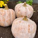 Jiami F1 Pumpkin, 20 Seeds