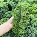 Curly Kale Seeds, 200 Seeds