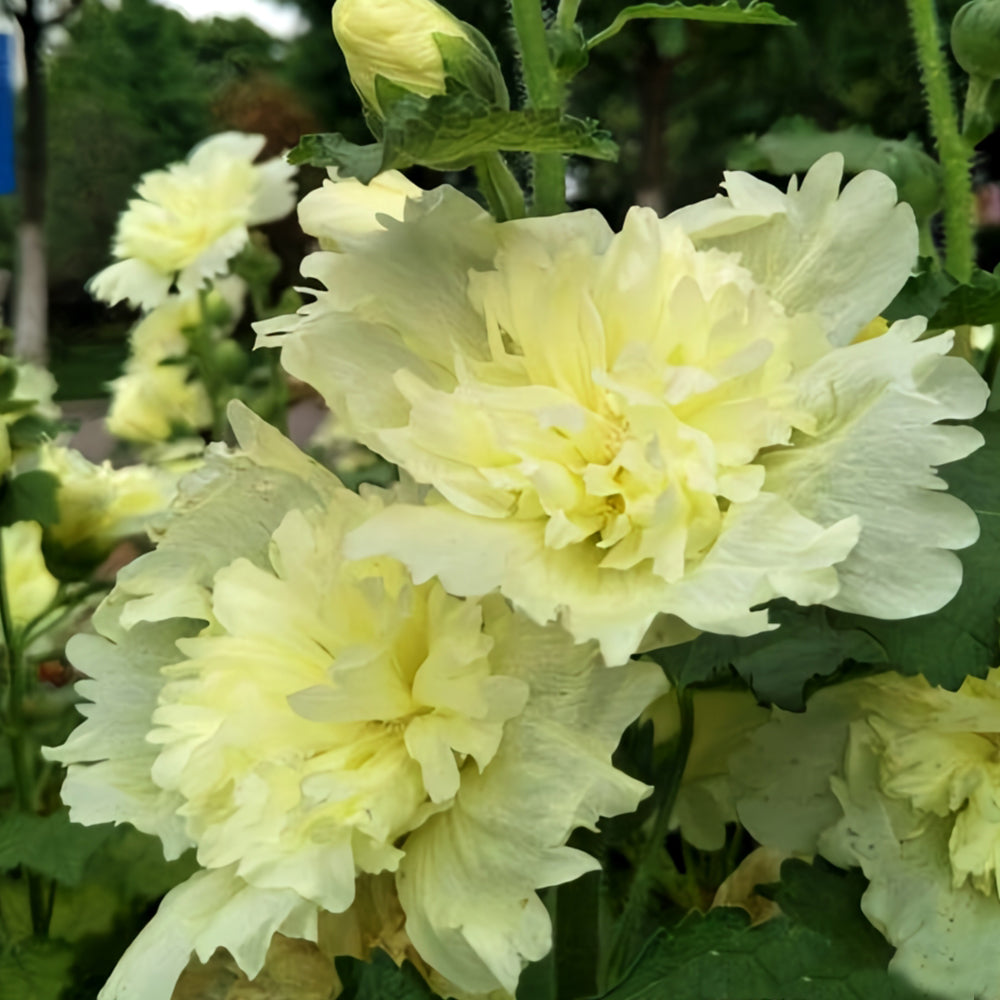 Alcea 'Junle Lemon'