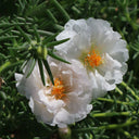 Moss Rose Seeds, Mixed Portulaca grandiflora