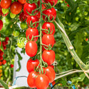 Top-Performing Salad Tomato