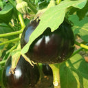'Black Beauty' Eggplant Seeds