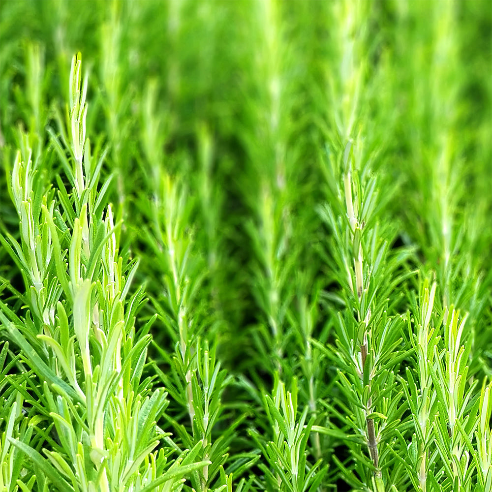 Rosemary Seeds