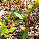 Reynoutria japonica Seeds