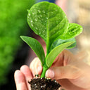 Basella alba Green Malabar spinach Seeds