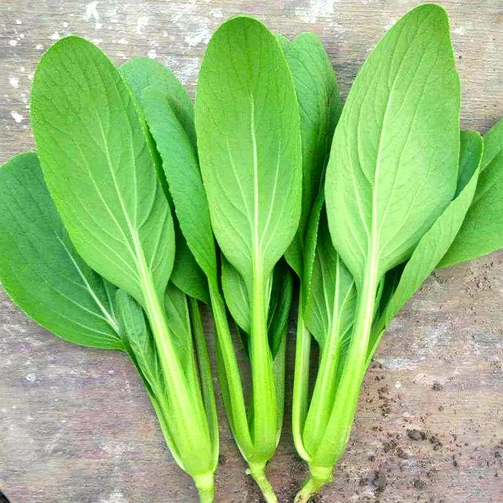 Jingyan Organic Pak Choi