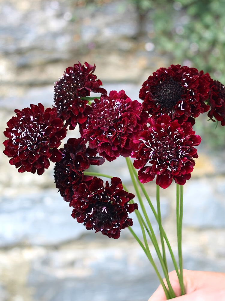 Scabiosa Atropurpurea, Black