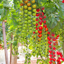 'Waterfall' Tomato
