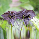 Tacca Chantrieri Seeds (5 Seeds)