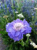 Scabiosa caucasica 'Fama Deep Blue'