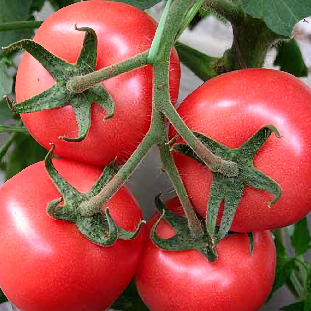 'China Veggies No.4' Tomato