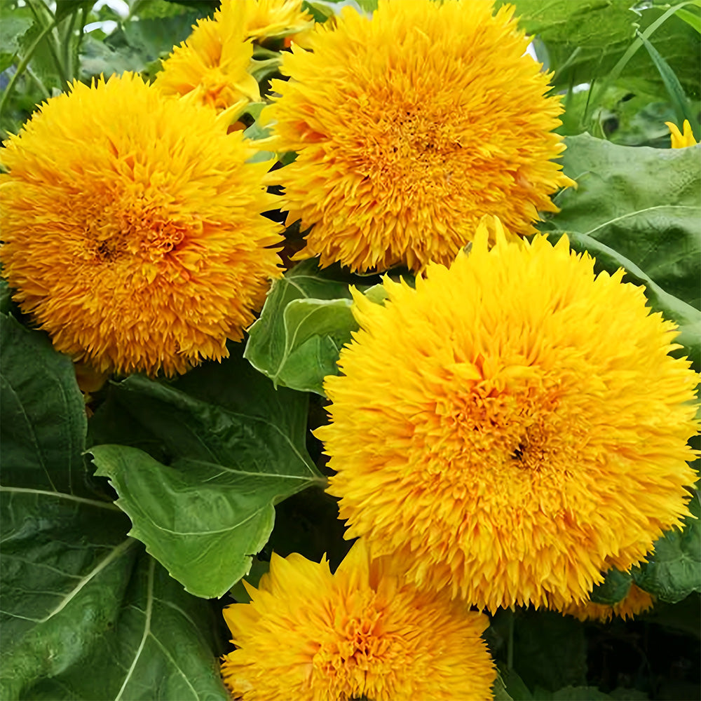 'Teddy Bear' Dwarf Sunflower Seeds