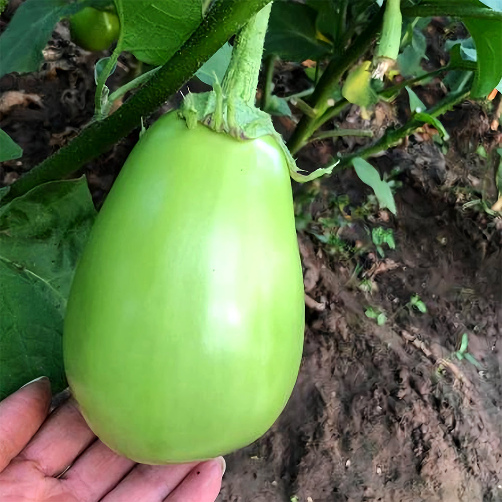 'Xi'an Green Can' Eggplant Seeds