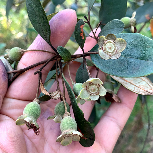 Rhodomyrtus Tomentosa