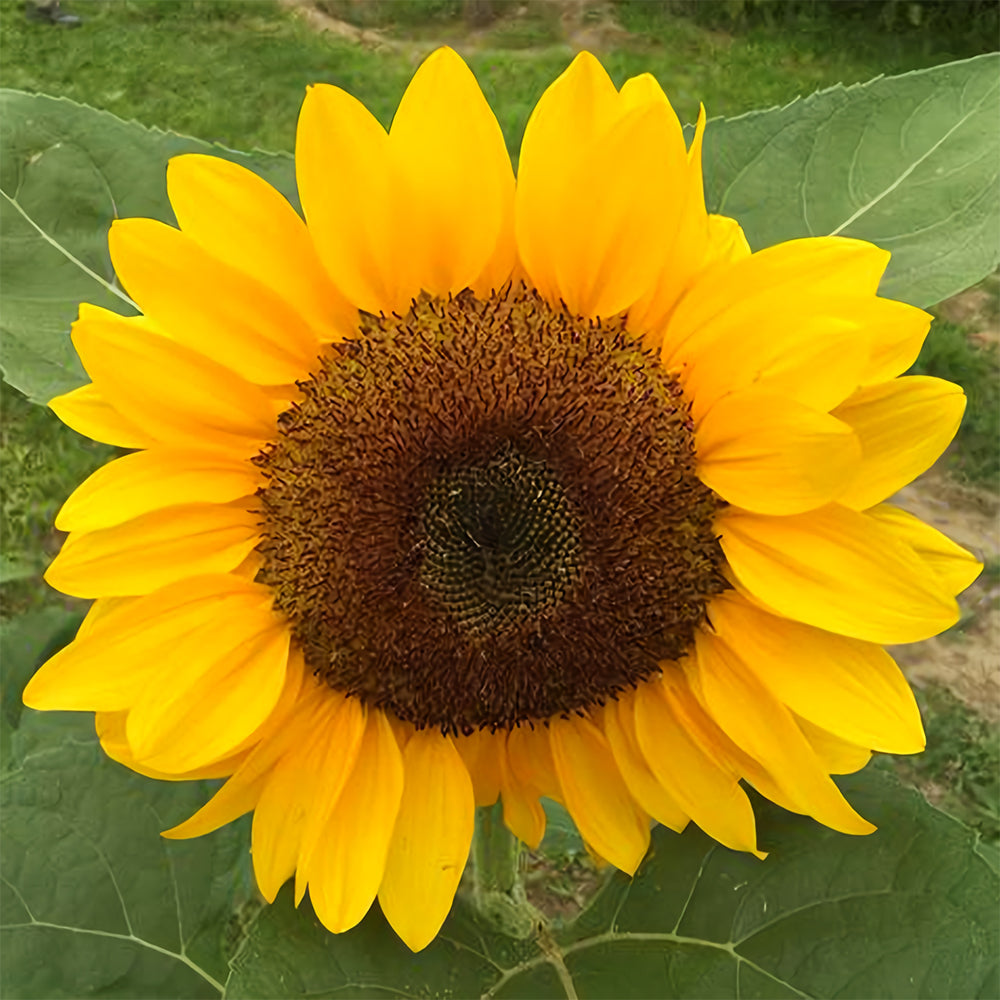 Golden-Brown Sunflower Seeds (60cm)