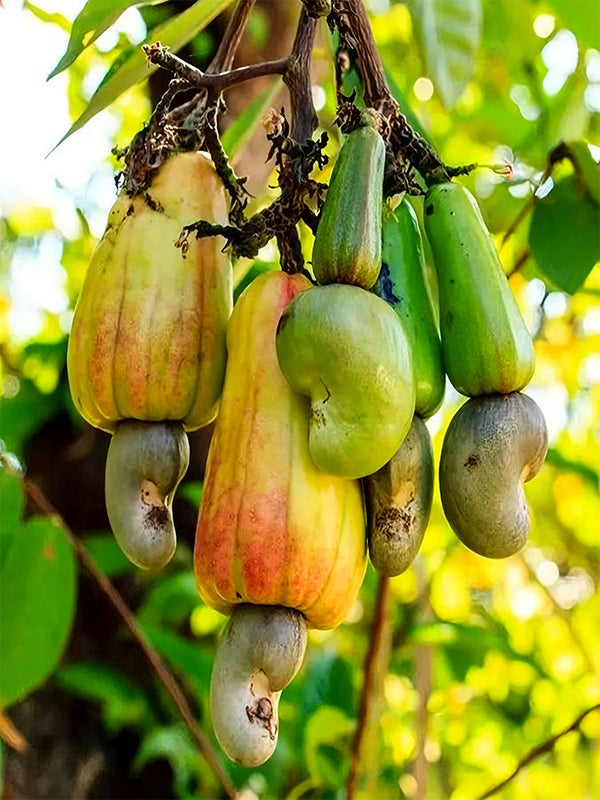 Cashew Tree Seeds, Pack of 5