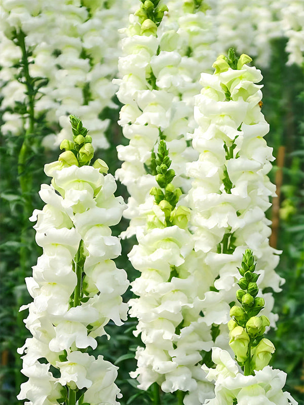 Tall Snapdragon, White