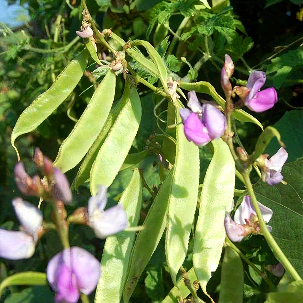 Refreshing Green Hyacinth Bean Seeds