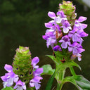 Self Heal Seeds