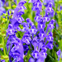 Chinese Skullcap Seeds