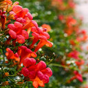 Chinese Trumpet Vine Seeds - Campsis grandiflora