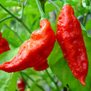 Chili Devils Tongue Red Hot Pepper Seeds