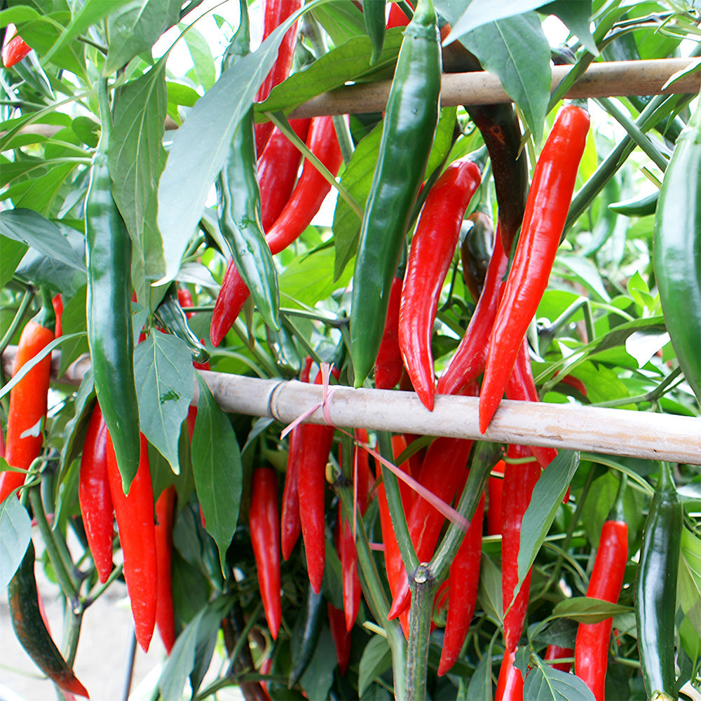 Red Hot Chili Pepper Seeds